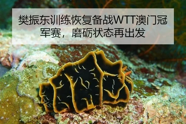 樊振东训练恢复备战WTT澳门冠军赛，磨砺状态再出发